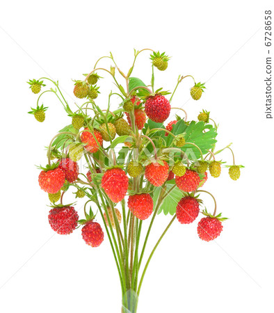 wild strawberry isolated on white background 6728658