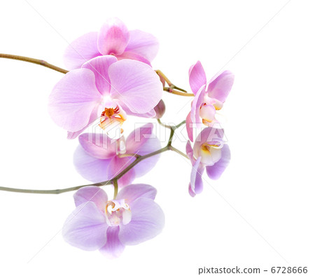 orchid with reflection on white background close-up 6728666