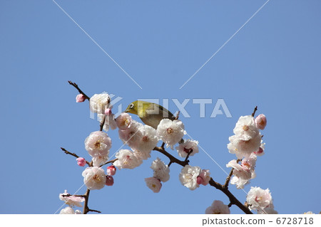 Bungo梅花和mezzo 6728718