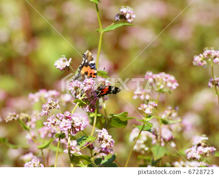 紅色蕎麥花和紅色沙子海灘 6728723