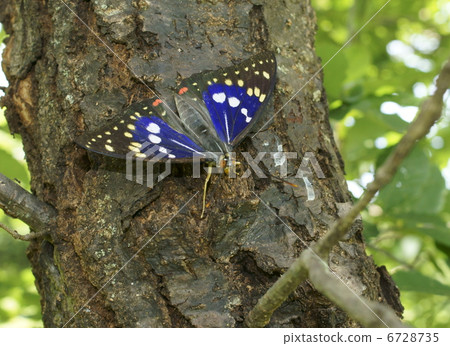 Charonda Charonda 6728735