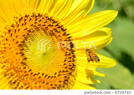sunflower	 6728783