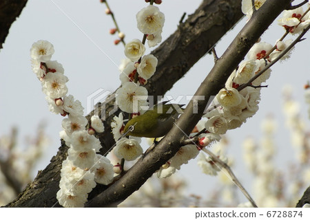 Plum blossom and white-eye Plum blossom and white-eye 6728874