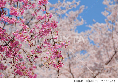 Spring color Spring color 6728923