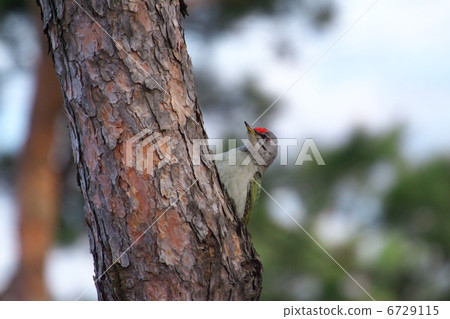 Yamagera在樹上 6729115