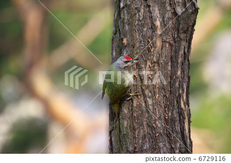 Yamagera在樹上 6729116