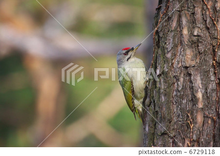 Yamagera在樹上 6729118