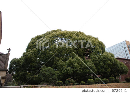 Oki · Kusunoki of the University of Tokyo 6729341