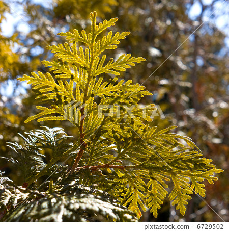 Cypress branch 6729502