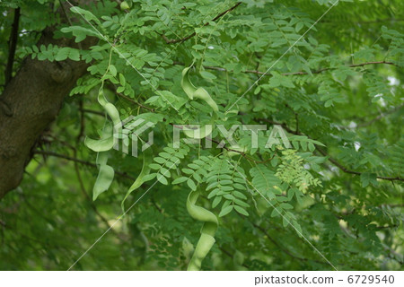 Grateditsia japonica 6729540