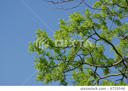 Grateditsia japonica 6729546