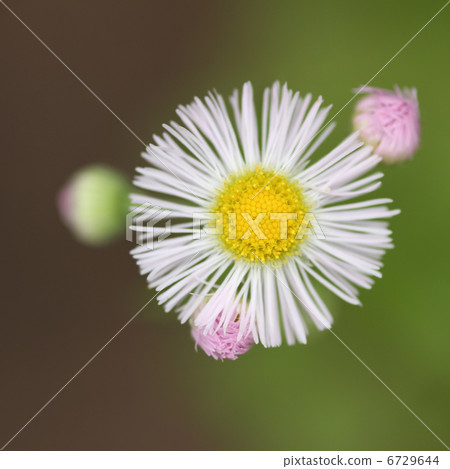 Harujion Harujion 6729644