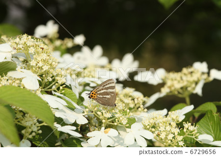 Yabudemari和Takafusimi 6729656