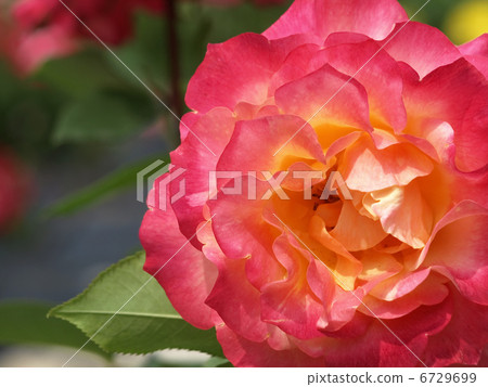 Jacque Cartier 6729699