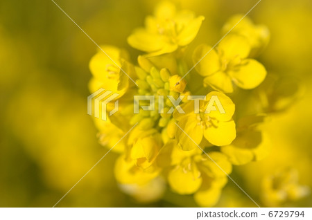 Rape blossoms 6729794