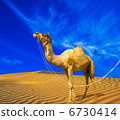 Desert landscape. Sand, camel and blue sky with clouds. Travel a 6730414