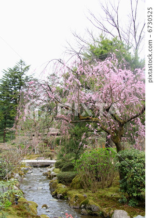 熊貓羽毛盛開在小川 熊貓羽毛盛開在小川 6730525