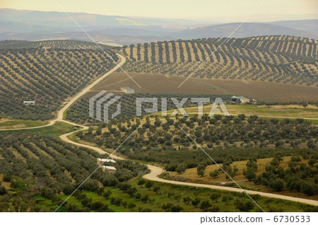 Andalusian olive field 6730533