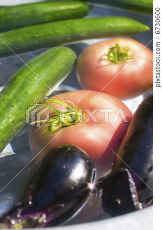 Summer vegetable 6730600