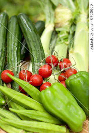 夏季蔬菜 6730669