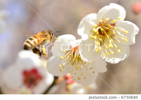White plum and honey bees White plum and honey bees 6730680
