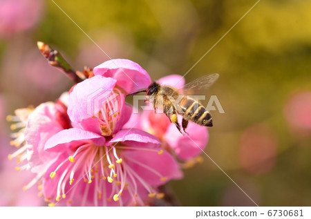 Red plum and honey bees Red plum and honey bees 6730681