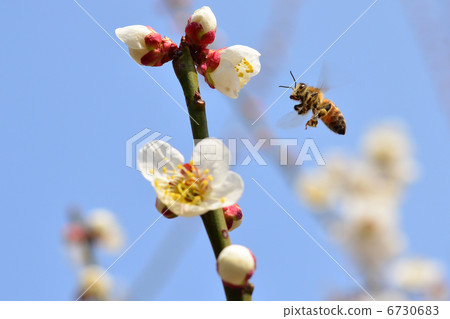 White plum and honey bees 6730683
