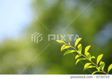 Yukiyanagi新鮮的綠色葉子的圖像 Yukiyanagi新鮮的綠色葉子的圖像 6730720