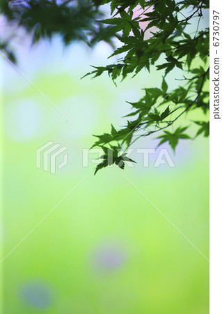 新綠色初夏槭樹的圖像 6730797