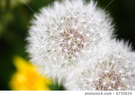 Dandelion's fluff 6730834