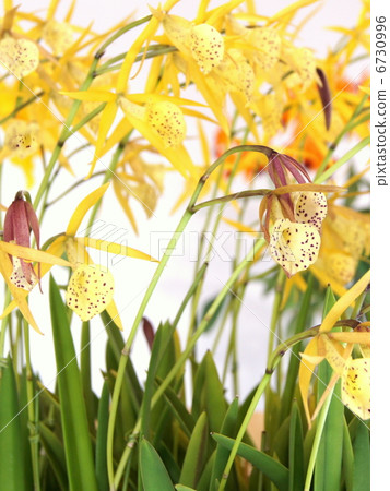Rare run: Brazzo Cattleya · Yellow Bird · Lemon Drops Rare run: Brazzo Cattleya · Yellow Bird · Lemon Drops 6730996