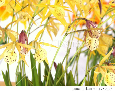 Rare run: Brazzo Cattleya · Yellow Bird · Lemon Drops 6730997