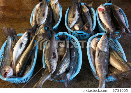 鈴木降落在漁港 鈴木降落在漁港 6731005