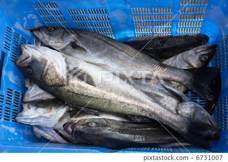 Suzuki landing at the fishing port Suzuki landing at the fishing port 6731007
