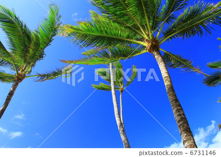 棕櫚樹 棕櫚樹 6731146