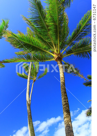 棕櫚樹 棕櫚樹 6731147