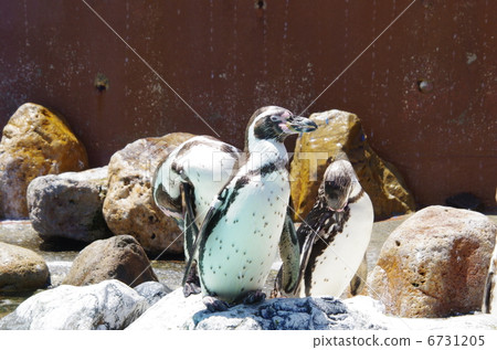 企鵝曬日光浴 6731205