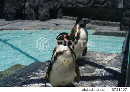 小心！ ......企鵝 6731207