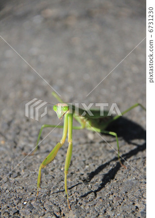 Mantis 6731230