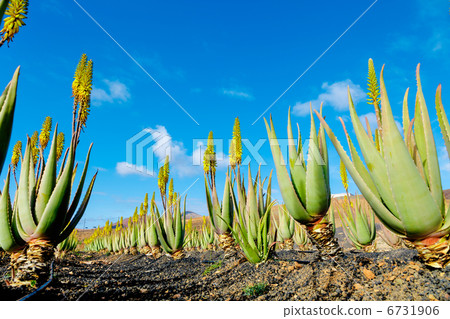 Aloe vera 6731906