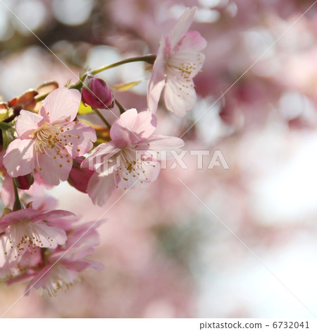 Cherry Blossoms Cherry Blossoms 6732041