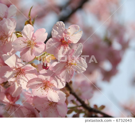 Cherry Blossoms Cherry Blossoms 6732043