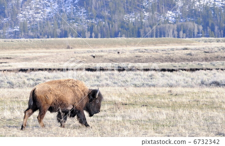 美洲野牛 毛皮 角落 6732342