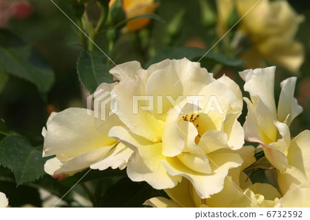 Kim Won Kim Won 6732592