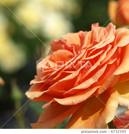 Ashram Ashram 6732593