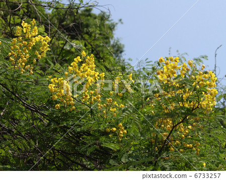 Jackettubara Jackettubara 6733257