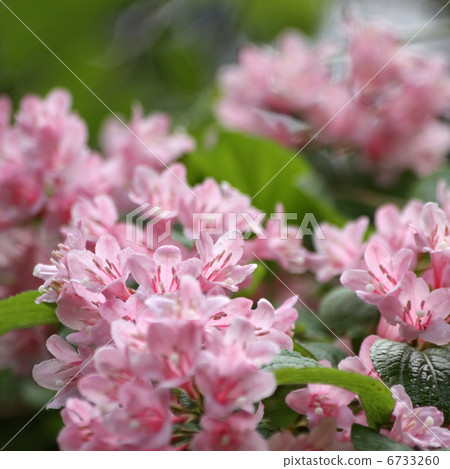 Weigela 6733260