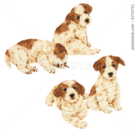 Cute dog 071 Cute dog 071 6733751
