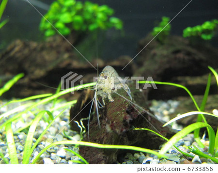 shrimp shrimp 6733856