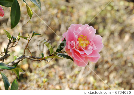 Zojoji粉紅色山茶花 Zojoji粉紅色山茶花 6734020